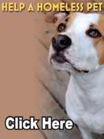Adopt-A-Pet